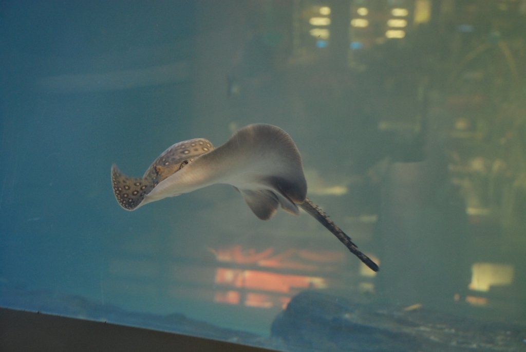 DSC_0881a.JPG
